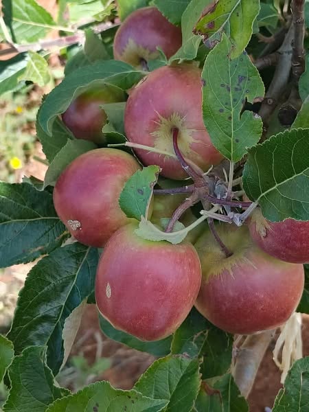 Apple Orchard