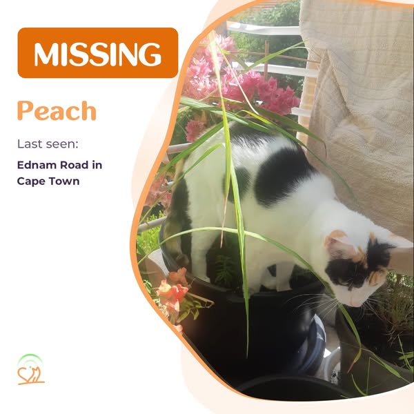 peach
