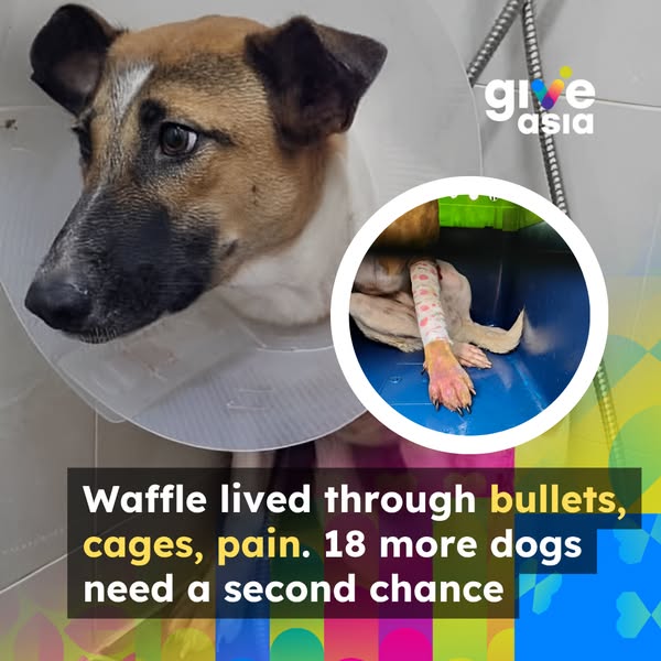 waffle