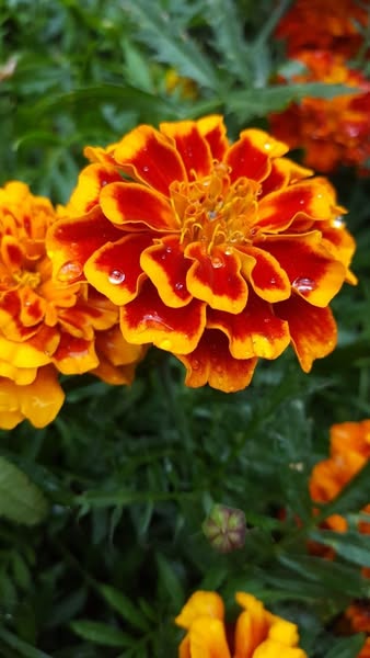 Heirloom Seed Collection