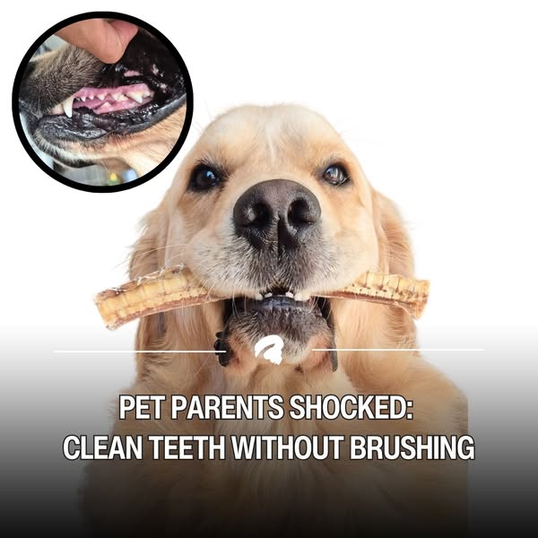 Shop for pet care