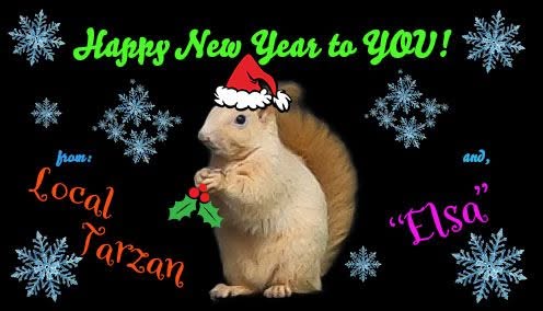 squirrel