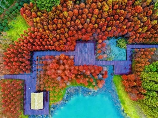 wetland
