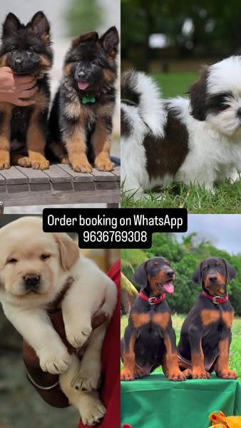 Shop for pets