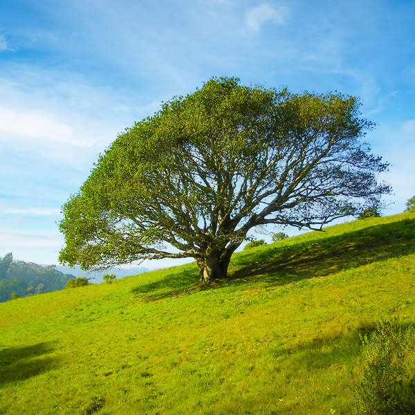 Natural memorial
