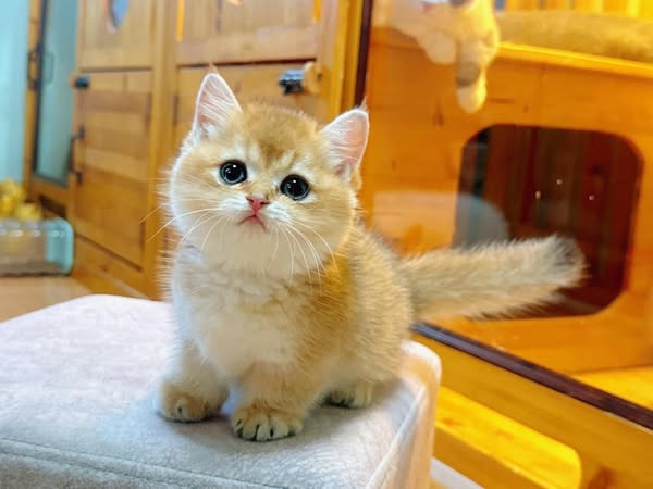 Munchkin