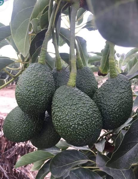 Quality melon