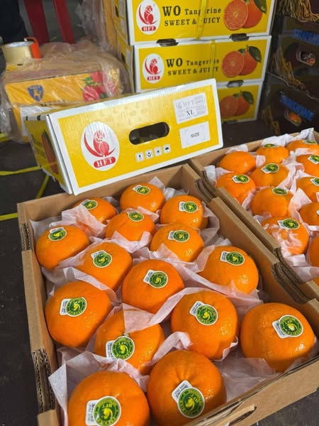 Quality melon