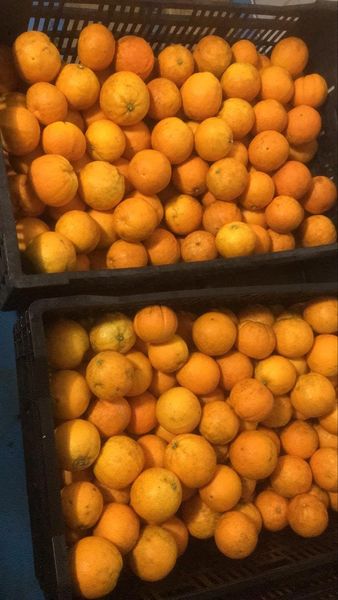 Fresh Oranges