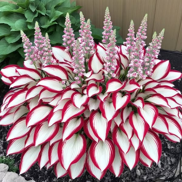 Stunning leaf