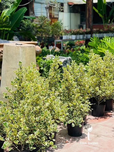 Shop Garden