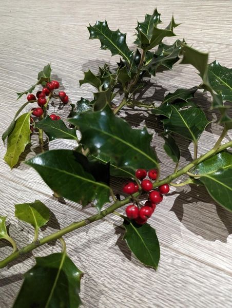 Christmas Holly and Berries