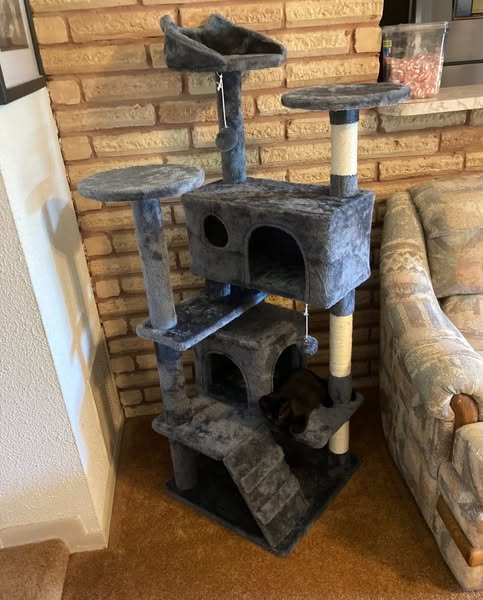 Ideal pet