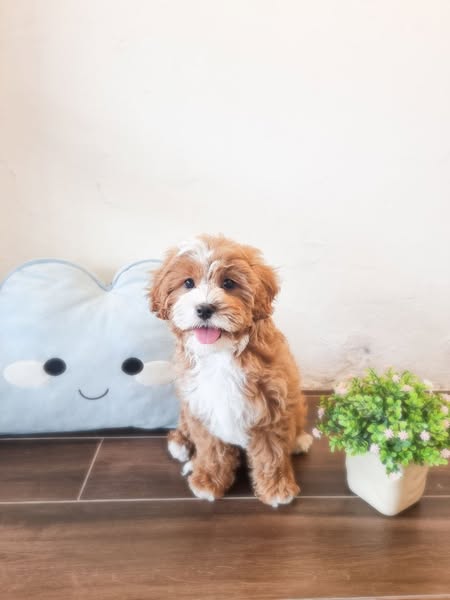 Shop for pet grooming