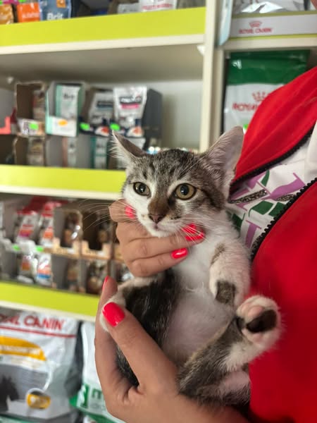 Shop Pets