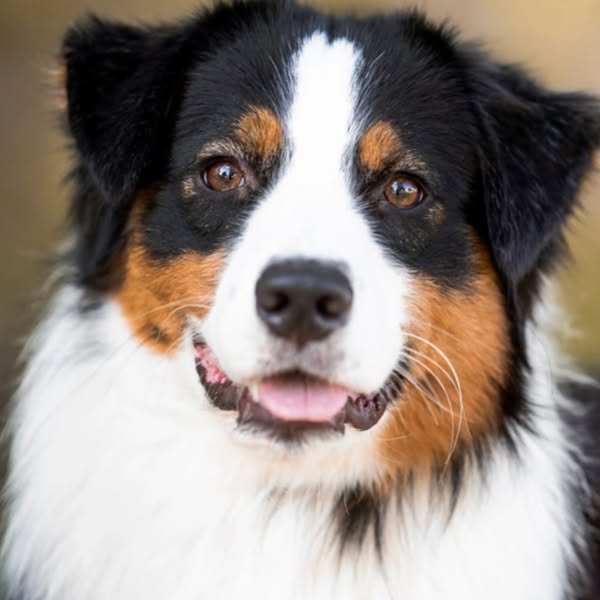 canine