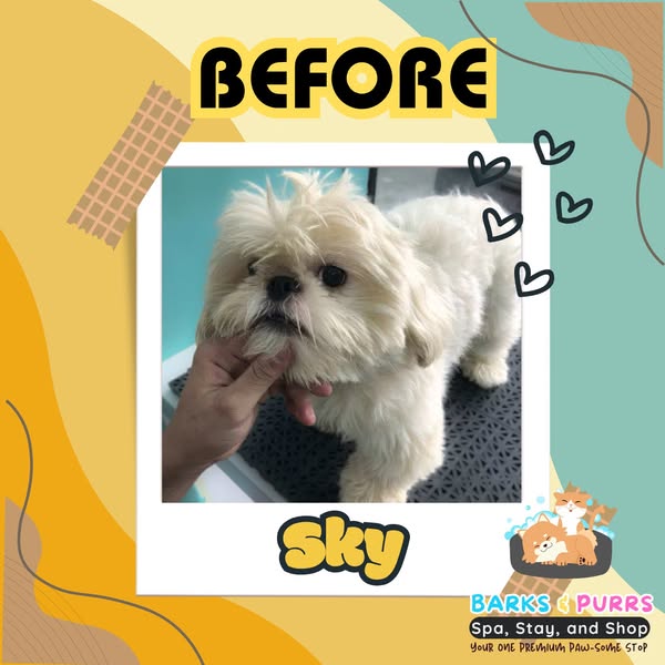 Shop for pet grooming