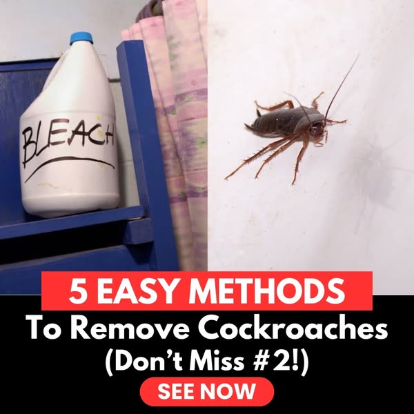Practical cockroach
