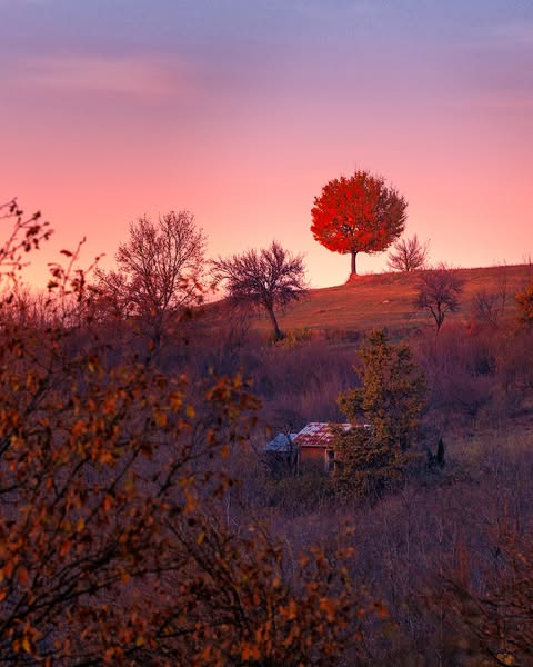 Autumn Leaves