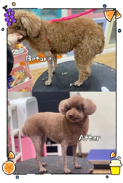 Shop for pet grooming