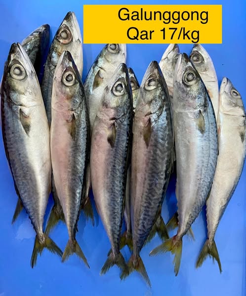 Premium herring