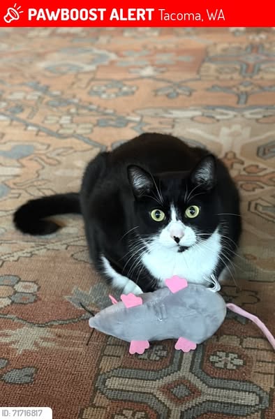 tuxedo