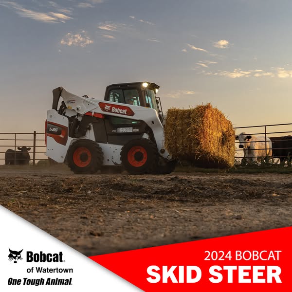 steer