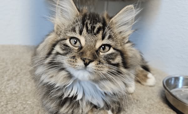 kitten