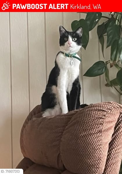 tuxedo