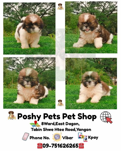 Shop for pets
