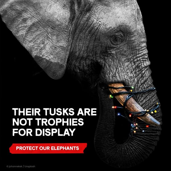 Endangered Species