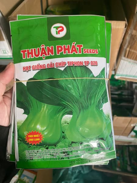 Brand-new lettuce