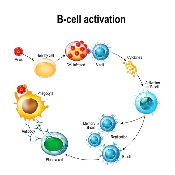 Healthy replication