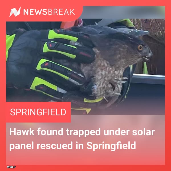 hawk