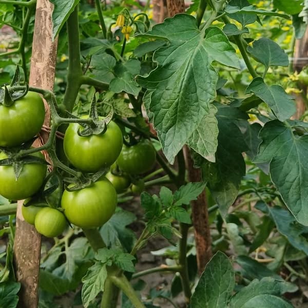 Perfect plantation