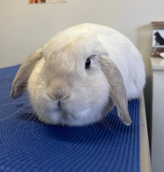 Shop for pet supplies