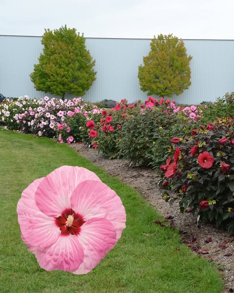 Shop Garden