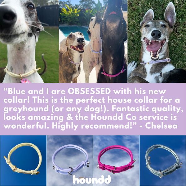 Adjustable Dog Collar