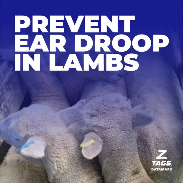 Lightweight livestock