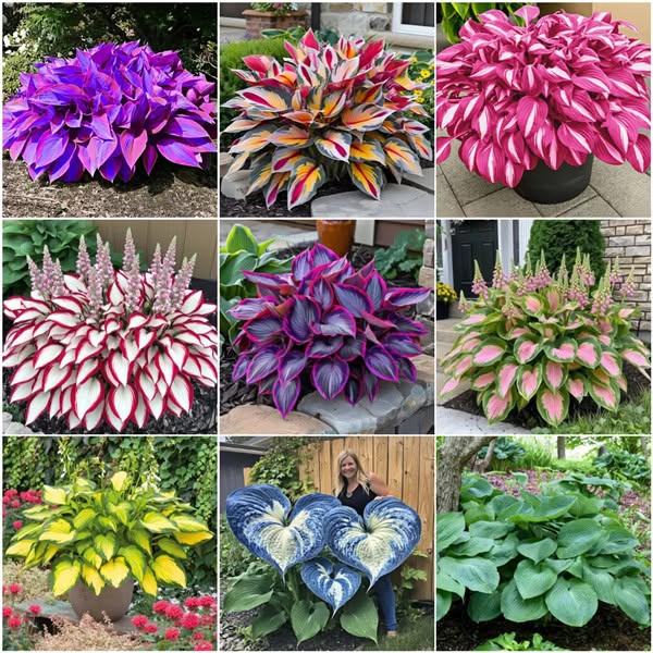 Stunning foliage