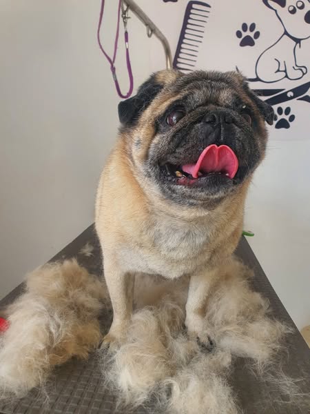 Shop for pet grooming
