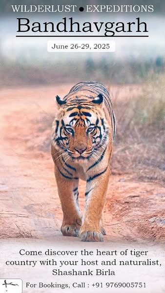 Reliable tiger