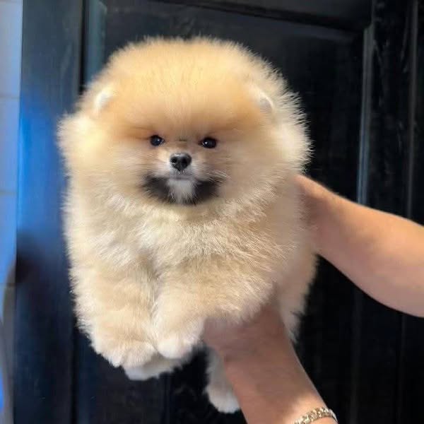 Shop for pets