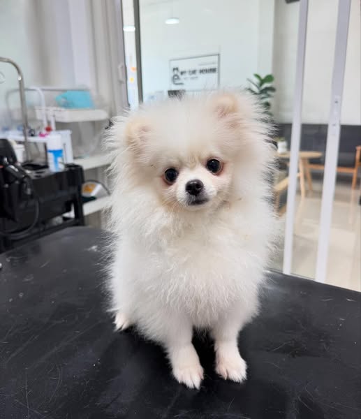 Shop for pet grooming