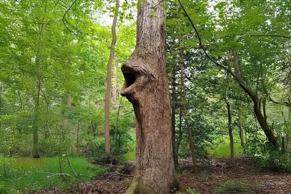 ecologist