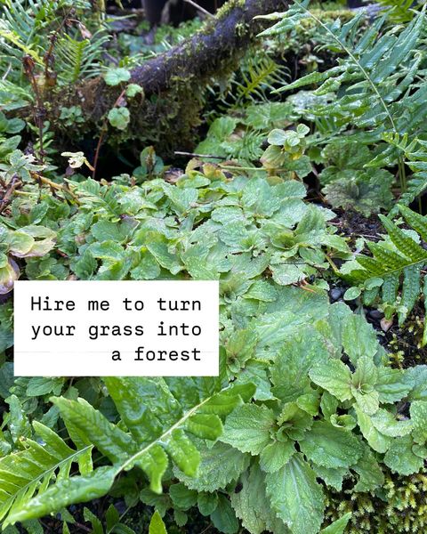 Plant Food