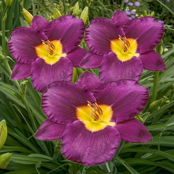 Shop for Gardeners
