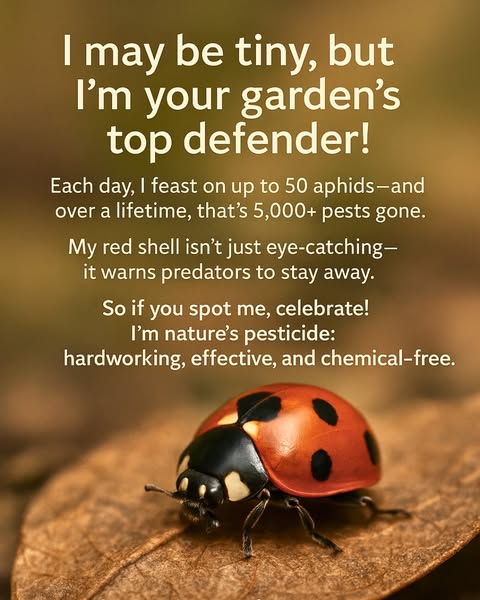 Effective tiny