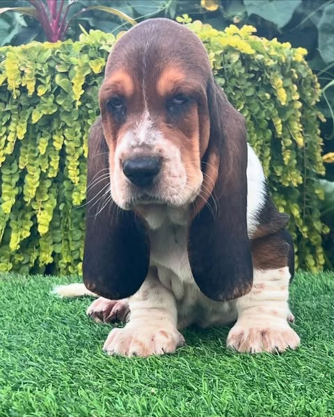 Hound
