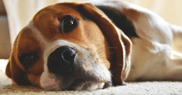 Shop for Pet Supplies